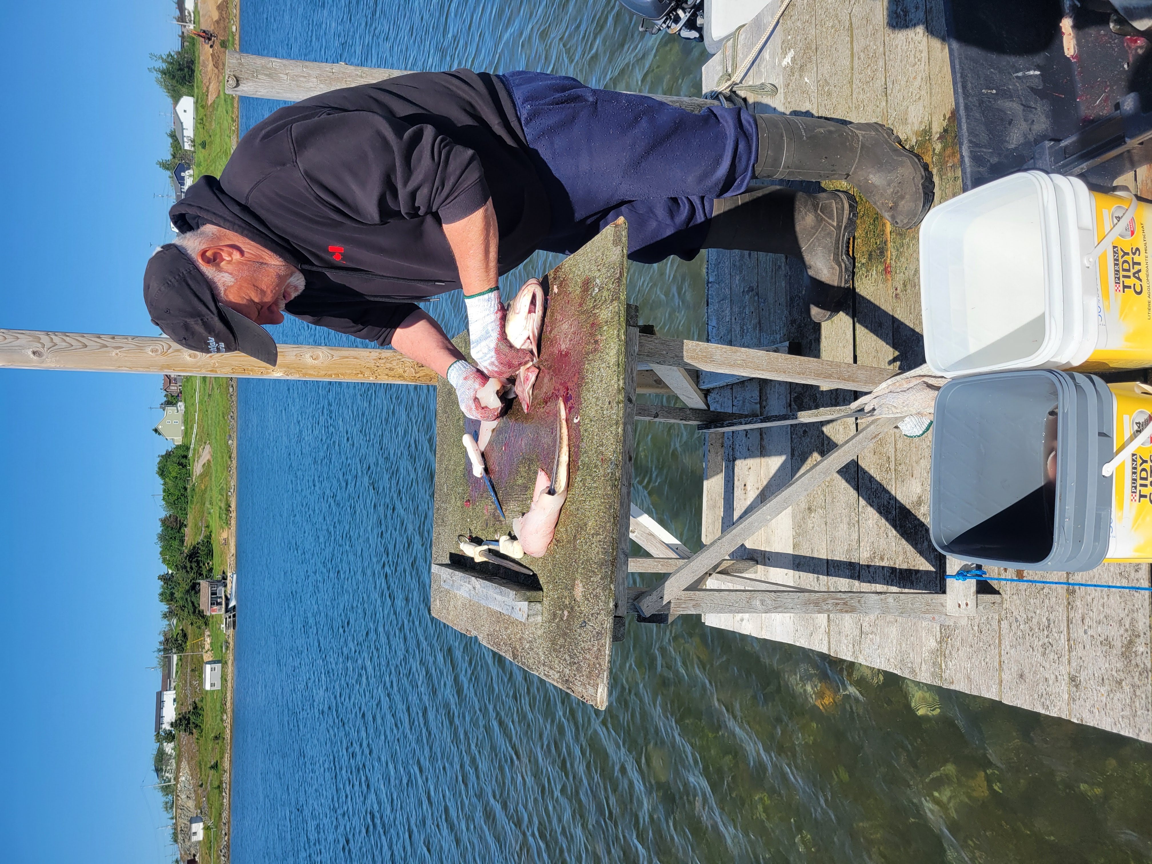 ../../img/catalinaharbor/fish.jpg